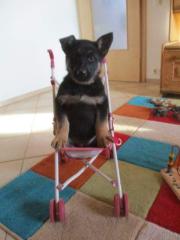 Dt. SCHÄFERHUND Welpen