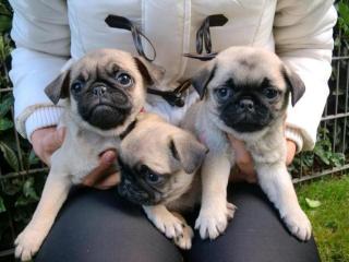 Mops Welpen Hündin/Rüde sucht neues Herrchen