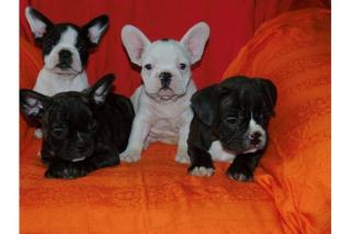 Wunderschöne Französische Bulldoggen suchen neues Zuhause