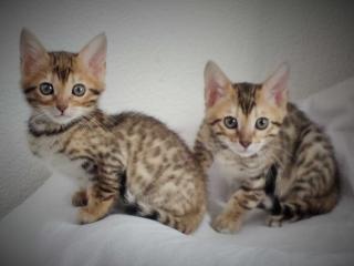Top-Qualität Bengal Kätzchen sucht ein neues Zuhause.