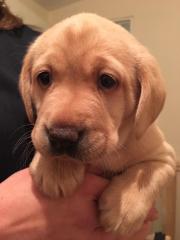 Labrador Welpen zum Verkauf