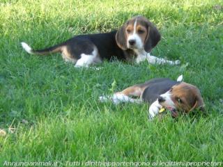 Beagle welpen aus liebevoller Familienaufzucht mit Blauenaugen