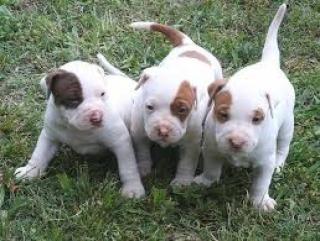 American Pit Bull Terrier Welpen