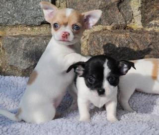 Chihuahua Welpen