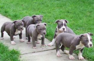 Blueline American Pitbull/Bully Welpen