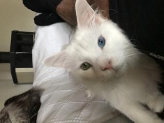 Weiser Maine Coon