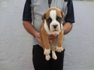 Wunderschöne Deutscher Boxer Welpen Reinrassige mit Papieren