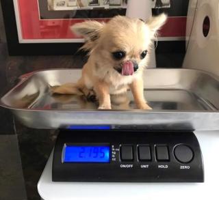 Adorable und liebevolle Chihuahua Welpen auf der Suche nach einem immer liebensw