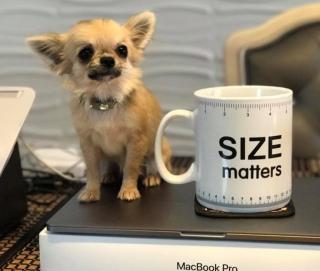 Chihuahua Welpen weiblich zum Verkauf 580 729-6143