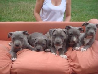 Amstaff Welpe Blueline