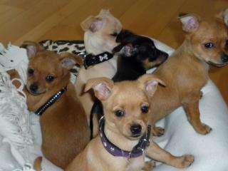 Chihuahua Welpen mit Ahnentafel, gechipt und geimpft