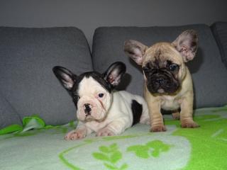 Französische bulldog welpen
