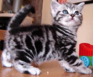Britisch Kurzhaar Kitten mit Stammbaum