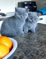 Britisch Kurzhaar Kitten mit Stammbaum
