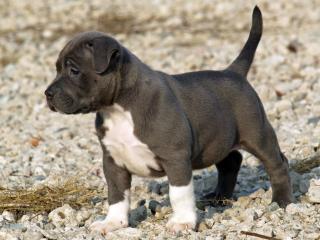 Super Süßer Pit bull Welpe mit Papieren