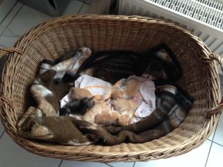 6 großartige Rote Kitten / Katzenbabys zu vermitteln 120, - VB