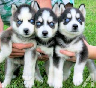 Siberian Husky Welpen