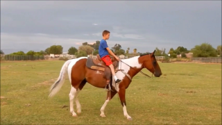 Absolut schicker Paint Horse Wallach Allrounder