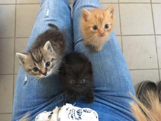 Katzenbabys