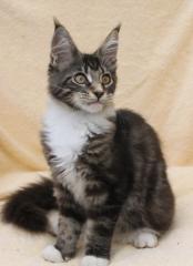 Junge maine Coons abzugeben