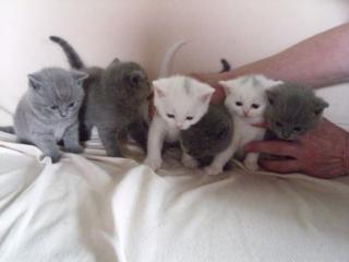 Britisch Kurzhaar Katzen Kätzchen