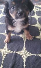 6 Dackel Pudel Jack Russel Welpen