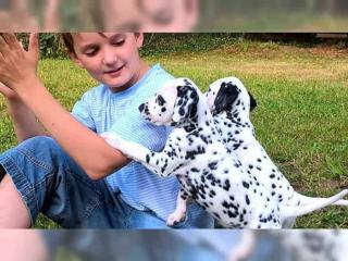 Zuckersüße Labradorwelpen