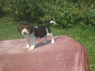 Verspielte reinrassige Beaglewelpen suchen ab 02. 11. 2021 ein liebes neues zu Hau