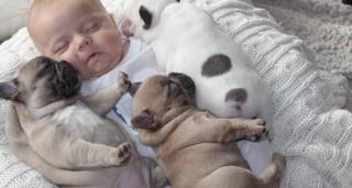 Süßer Wunderschöne Französische Bulldogge Welpen