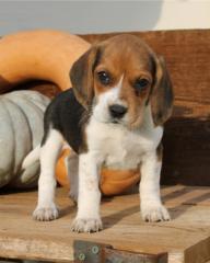 Beagle Welpe Rüde tricolor aus Körzucht abzugeben Beaglewelpen