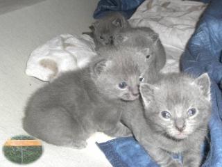 Reinrassige Chartreux - Kartäuser-Kitten