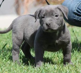 Wunderschöne American Pit Bull Terrier welpen