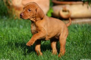 Reinrassige Magyar Vizsla Welpen mit Papieren