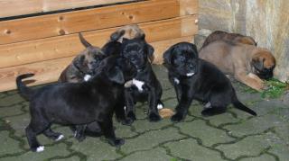 Boxer / It. Dogge Mix Welpen
