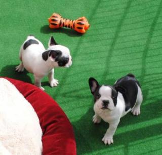 Blaue Französische Bulldogg reinrassig