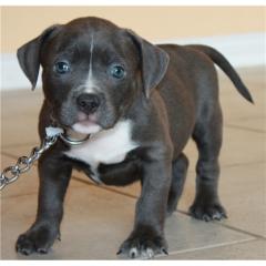 Original Reinrassiger Pitbull blue line Welpe