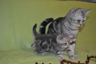 BKH - BABYS Whiskaslook grau-getiegert
