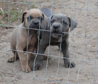 Schöne Cane Corso Welpen zu verkaufen.