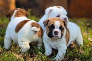 Old englisch Bulldoggen Welpen