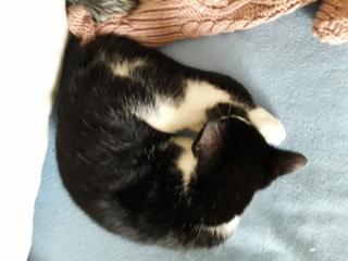 Süße kleine Katze sucht ein neues Zuhause