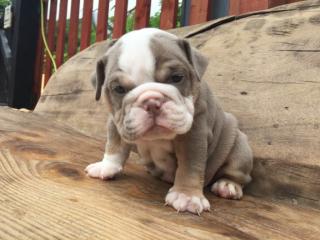 Große englische Bulldogge Welpen