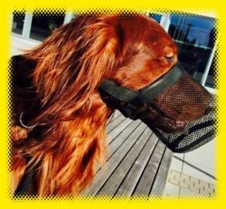 DOGGYSANY Giftköderschutz für Hunde, das ORIGINAL
