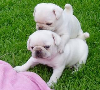 Männliche und weibliche weiße Mops Welpen