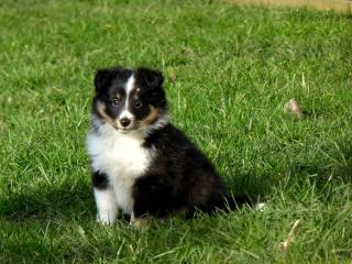 Sheltie Wurfplanung 2021 VDH/FCI