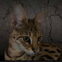 Savannah Kitten F4 F2 available/ abzugeben