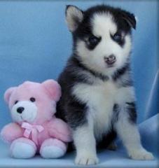Reinrassiger siberian husky welpen Huskywelpen