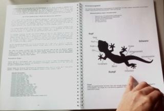 Buch PAROEDURA PICTA Großkopfgeckos mit einzigartigen Fakten