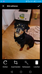 Rottweiler Hündin