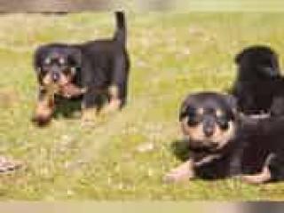 Rottweiler Welpen jetzt abzugeben Überlingen / Bodensee - Konstanz, Singen, Schaf