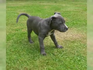 American Pit Bull Terrier Welpen zu verkaufen
